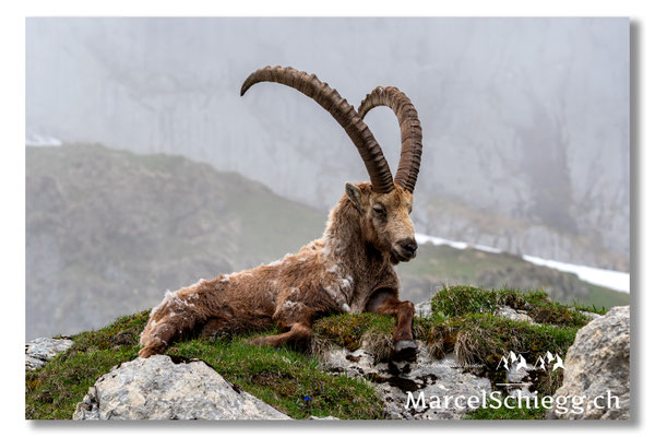 Marcel Schiegg, Marcel Schiegg Fotografie, Alpensteinbock, Steinbock, Wildtiere