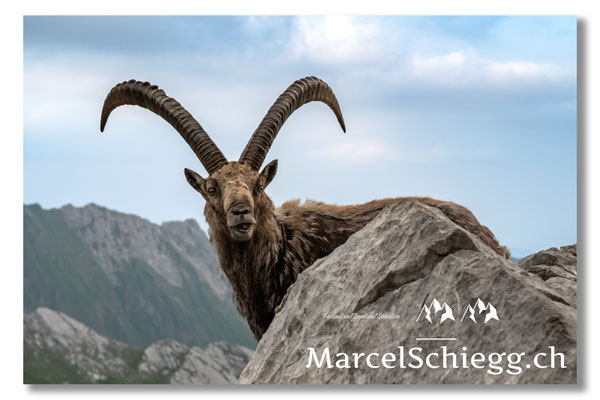 Steinbock/Alpstein Art.-Nr. MZ7-7161