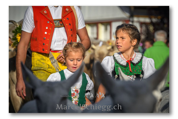 Vechschau/Viehschau Art.-Nr. MS5-6706-Oktober