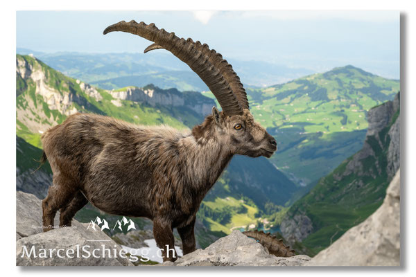Marcel Schiegg, Marcel Schiegg Fotografie, Alpensteinbock, Steinbock, Wildtiere