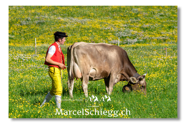 Marcel Schiegg, Tradition, Brauchtum, Alpfahrt, Oeberefahre, Appenzell, Hornkuh