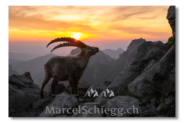Steinbock/Alpstein Art.-Nr. MZ8-5235/25