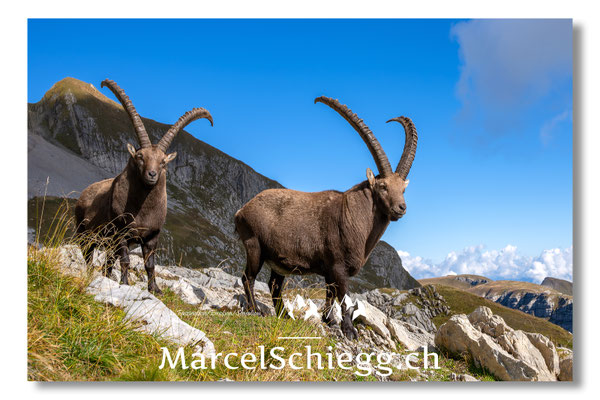 Steinbock/Alpstein Art.-Nr. MZ8-9843/25