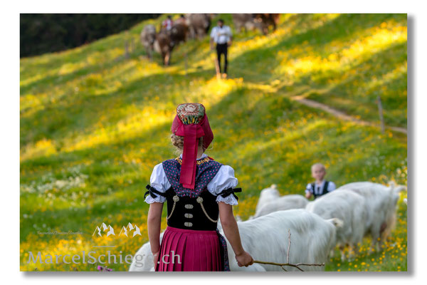 Marcel Schiegg Fotografie, Tradition, Brauchtum, Alpfahrt, Oeberefahre, Appenzell, Appenzellerland, Öberefahre, Alpstein
