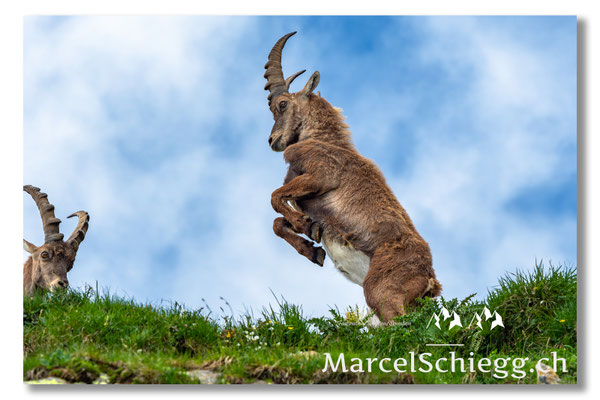 Steinbock/Alpstein Art.-Nr. MS5-9081