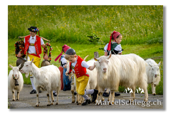 Marcel Schiegg Fotografie, Tradition, Brauchtum, Alpfahrt, Oeberefahre, Appenzell, Appenzellerland, Öberefahre, Alpstein, Appenzellerziege