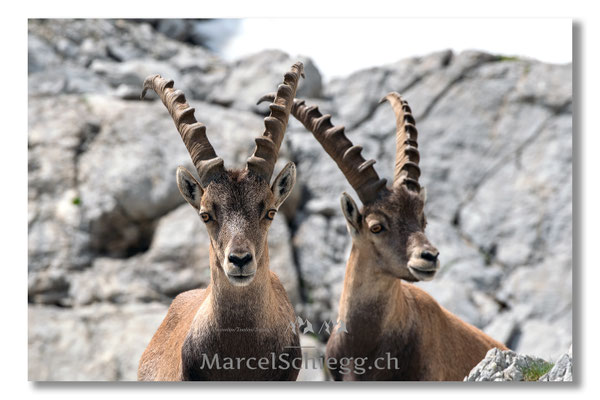 Steinbock/Alpstein Art.-Nr. MS5-3937
