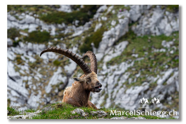 Marcel Schiegg, Marcel Schiegg Fotografie, Alpensteinbock, Steinbock, Wildtiere