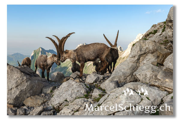 Steinbock/Alpstein Art.-Nr. MZ7-0627