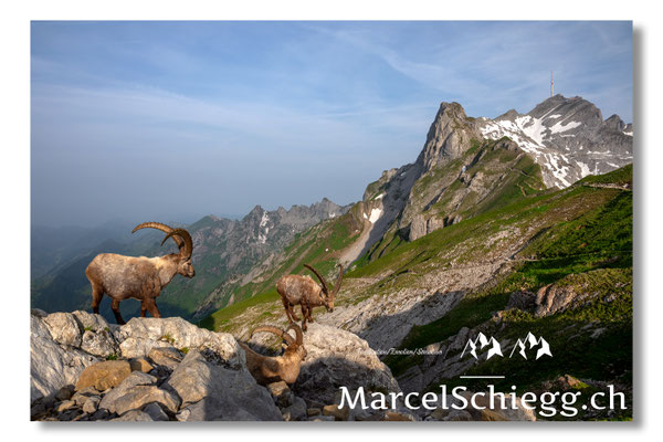 Marcel Schiegg, Marcel Schiegg Fotografie, Alpensteinbock, Steinbock, Wildtiere, Alpstein