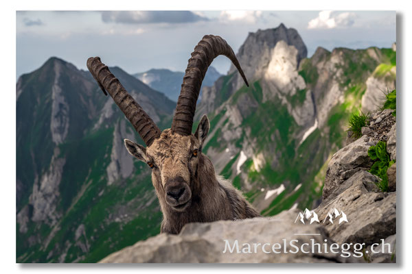 Steinbock/Alpstein Art.-Nr. MZ7-8993