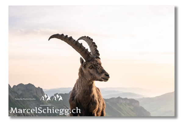 Steinbock/Alpstein Art.-Nr. MZ7-3160/22