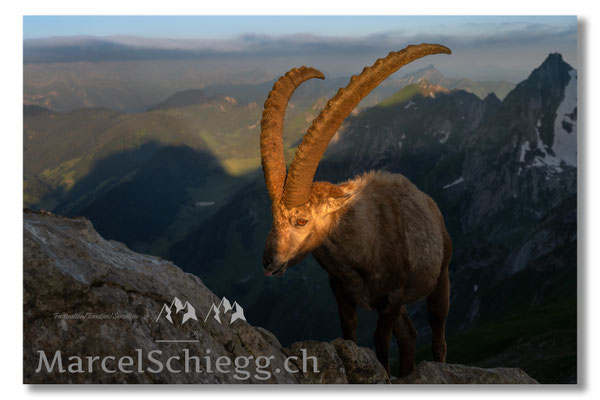 Steinbock/Alpstein Art.-Nr. MZ7-2791