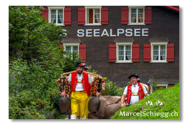 Öberefahre/Alpfahrt Art.-Nr. MZ8-8193/25