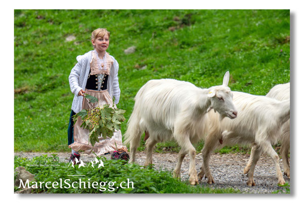 Marcel Schiegg Fotografie, Seealp, Alpstein, Tradition, Brauchtum, Alpfahrt, Oeberefahre, Appenzell