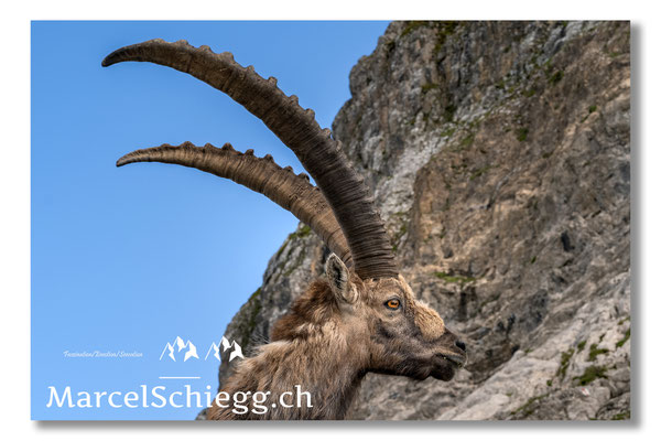 Steinbock/Alpstein Art.-Nr. 21MZ7-8667