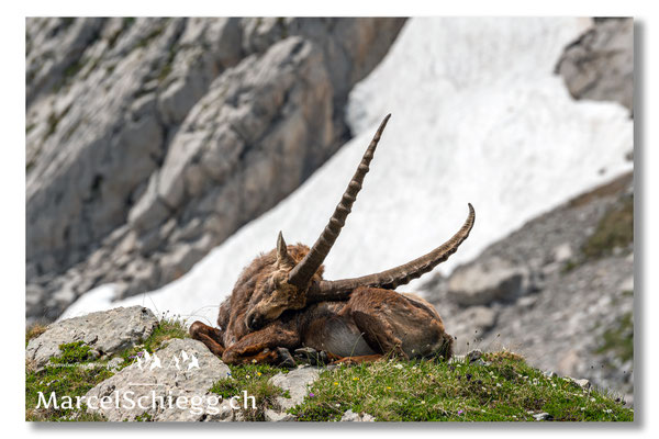 Marcel Schiegg, Marcel Schiegg Fotografie, Alpensteinbock, Steinbock, Wildtiere