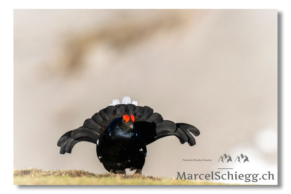 Marcel Schiegg, Marcel Schiegg Fotografie, Birkhuhn, Birkhuhnbalz, Balzplatz, Balzzeit, Wildtiere, Alpstein