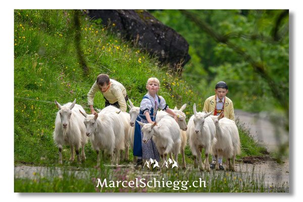 Marcel Schiegg Fotografie, Alpstein, Seealp, Tradition, Brauchtum, Alpfahrt, Oeberefahre, Appenzell, Ziegen