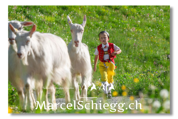 Marcel Schiegg, Tradition, Brauchtum, Alpfahrt, Oeberefahre, Appenzell, Appenzellerziege, Thomas Gmünder