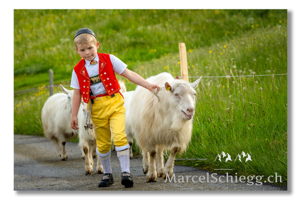Marcel Schiegg Fotografie, Tradition, Brauchtum, Alpfahrt, Oeberefahre, Appenzell, Appenzellerland, Öberefahre, Alpstein
