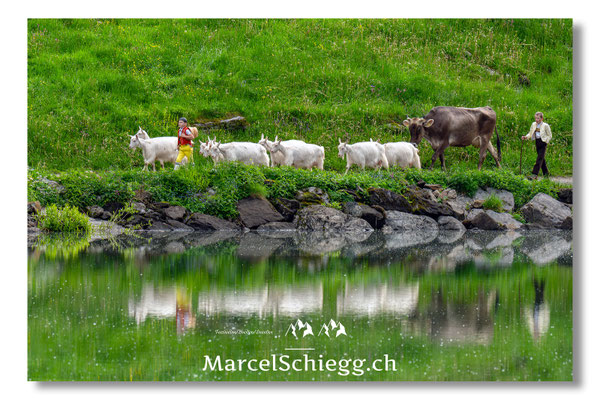 Öberefahre/Alpfahrt Art.-Nr. MZ8-3078/25