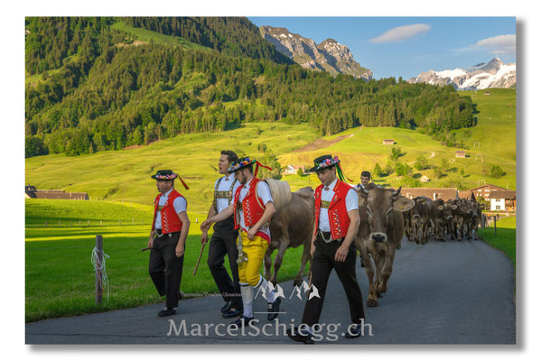 Marcel Schiegg Fotografie, Tradition, Brauchtum, Alpfahrt, Oeberefahre, Appenzell, Appenzellerland, Öberefahre, Alpstein