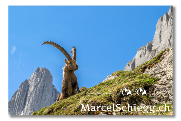 Steinbock/Alpstein Art.-Nr. MZ7-2026/22