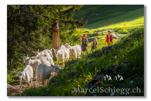 Marcel Schiegg Fotografie, Tradition, Brauchtum, Alpfahrt, Oeberefahre, Appenzell, Appenzellerland, Öberefahre, Alpstein