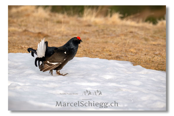 Marcel Schiegg, Marcel Schiegg Fotografie, Birkhuhn, Birkhuhnbalz, Balzplatz, Balzzeit, Wildtiere, Alpstein