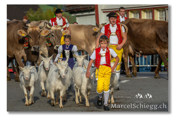 Vechschau/Viehschau Art.-Nr. MS5-6220-Oktober