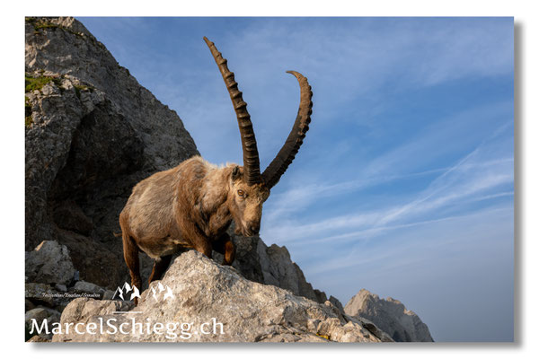 Steinbock/Alpstein Art.-Nr. MZ8-4506/25