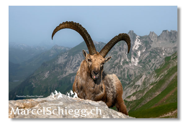Steinbock/Alpstein Art.-Nr. MZ8-4665/25