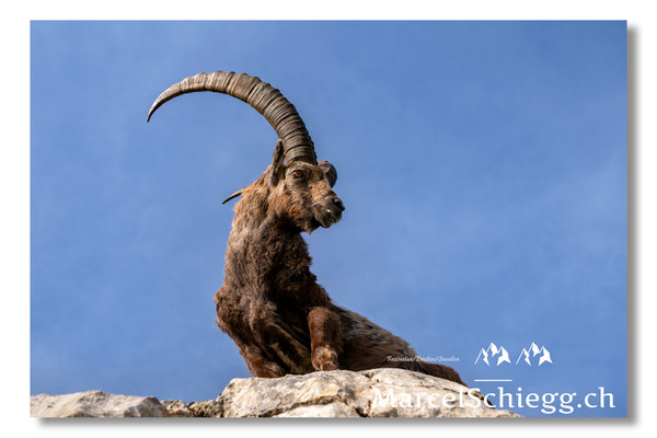 Steinbock/Alpstein Art.-Nr. MZ8-4719/25