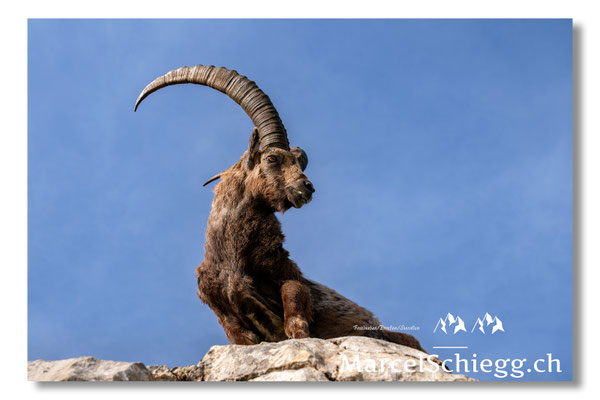 Steinbock/Alpstein Art.-Nr. MZ8-4719/25