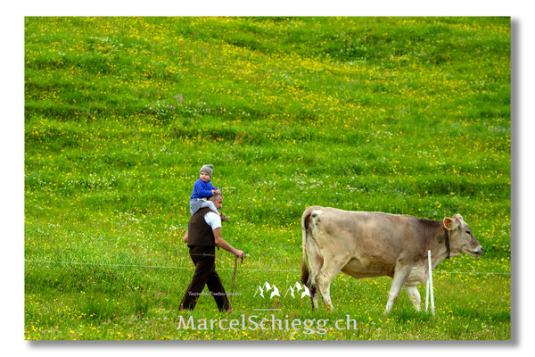 Marcel Schiegg Fotografie, Tradition, Brauchtum, Alpfahrt, Oeberefahre, Appenzell, Appenzellerland, Öberefahre, Alpstein