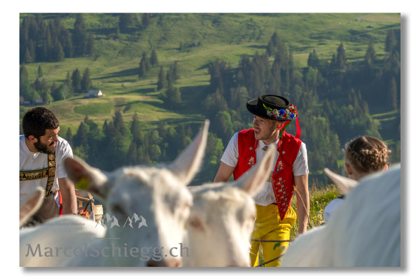 Marcel Schiegg Fotografie, Tradition, Brauchtum, Alpfahrt, Oeberefahre, Appenzell, Appenzellerland, Öberefahre, Alpstein
