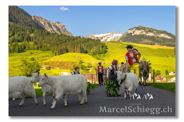 Marcel Schiegg Fotografie, Tradition, Brauchtum, Alpfahrt, Oeberefahre, Appenzell, Appenzellerland, Öberefahre, Alpstein