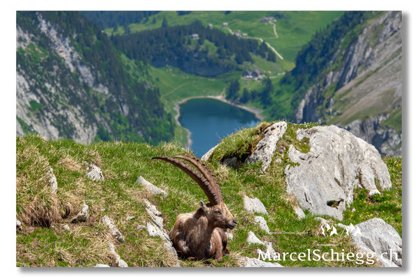 Steinbock/Alpstein Art.-Nr. MS5-5307