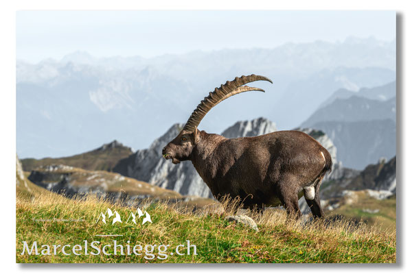 Steinbock/Alpstein Art.-Nr. MZ7-8763