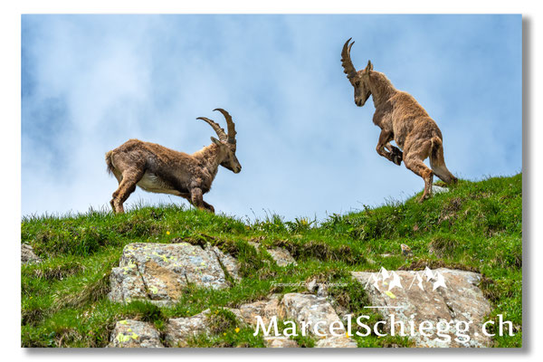Steinbock/Alpstein Art.-Nr. MS5-9088
