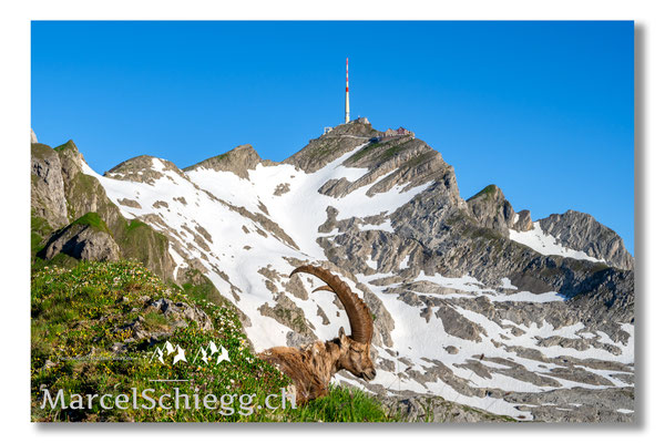Steinbock/Alpstein Art.-Nr. MZ7-2856