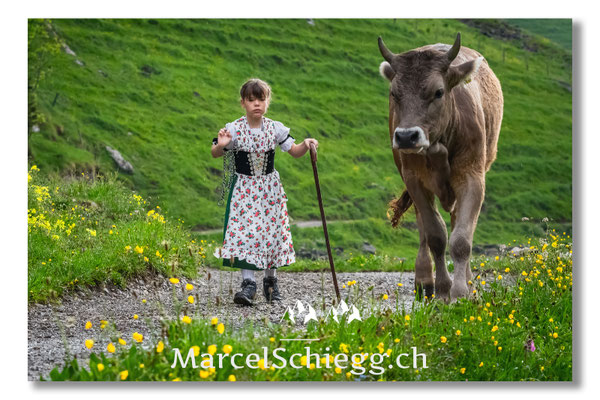 Marcel Schiegg Fotografie, Alpstein, Tradition, Brauchtum, Alpfahrt, Oeberefahre, Appenzell, Braunvieh
