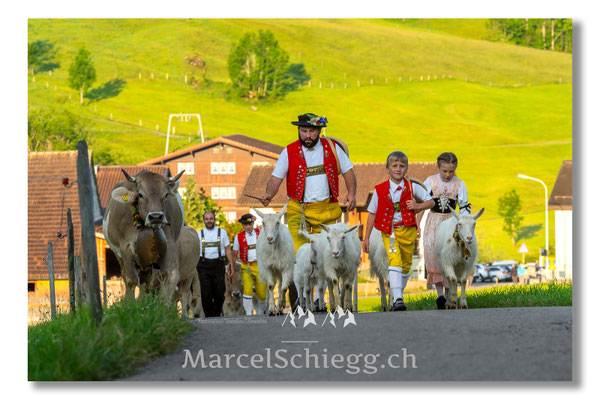Marcel Schiegg Fotografie, Tradition, Brauchtum, Alpfahrt, Oeberefahre, Appenzell, Appenzellerland, Öberefahre, Alpstein