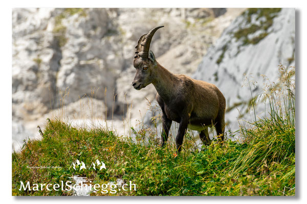 Steinbock/Alpstein Art.-Nr. MZ7-7776