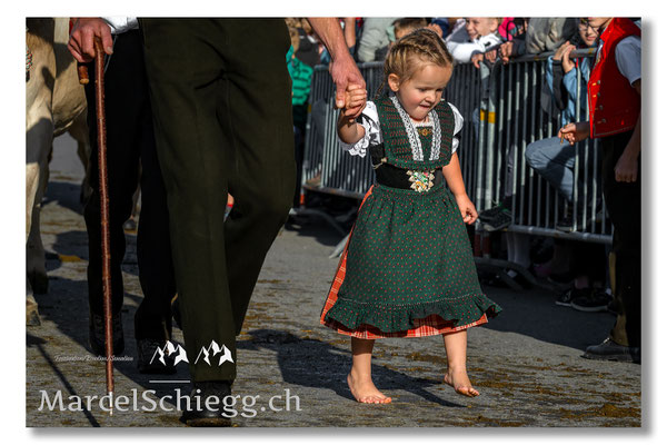 Vechschau/Viehschau Art.-Nr. MZ7-8334-Oktober