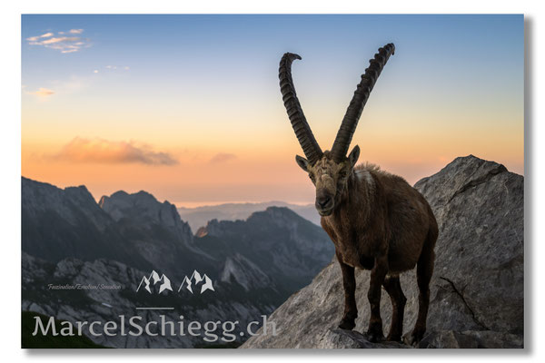 Steinbock/Alpstein Art.-Nr. MZ7-2707