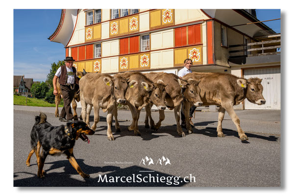 Marcel Schiegg Fotografie, Tradition, Brauchtum, Alpfahrt, Oeberefahre, Appenzell, Appenzellerland, Öberefahre, Blattenheimatstrasse