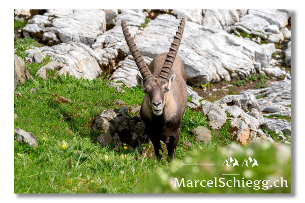 Steinbock/Alpstein Art.-Nr. MS5-3969