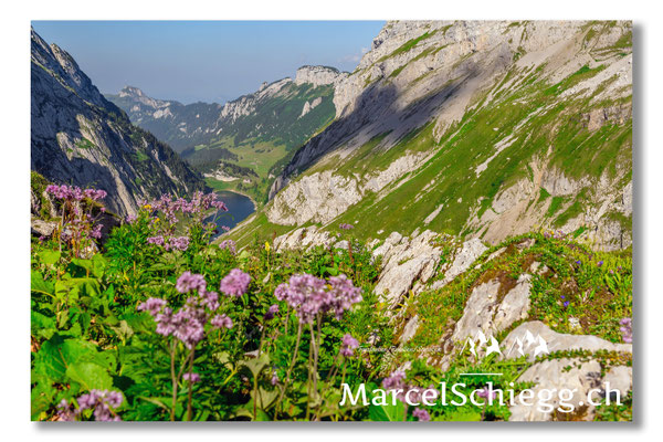 Marcel Schiegg Fotografie, Marcel Schiegg, Faehlensee, Fählensee, Bollenwees, Alpstein